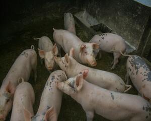 nutricion animal cerdos